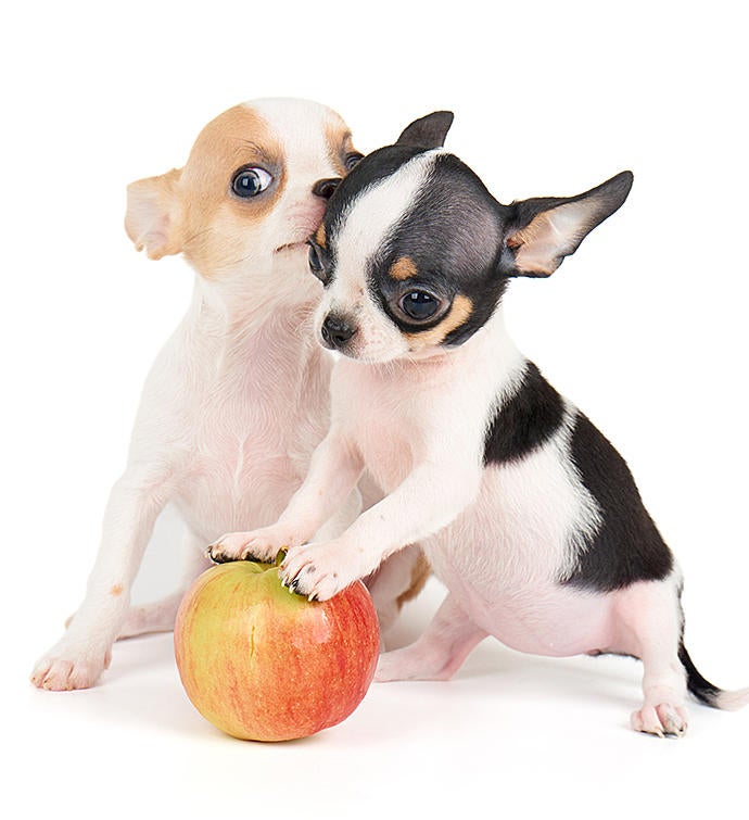 Doggie Treats Full of Fruit